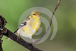 American Goldfinch Perched on a Branch of a Tree