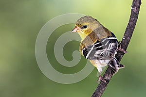 American Goldfinch Perched on a Branch of a Tree