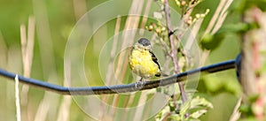 American Goldfinch photo