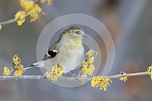 American Goldfinch perched in a flowering Witch Hazel shrub