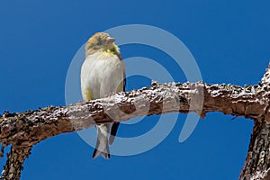 American Goldfinch  perched high on a tree limb during early spring.