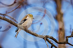 American Goldfinch  perched high on a tree limb during early spring.