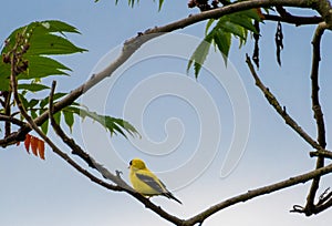 American goldfinch perched on limb