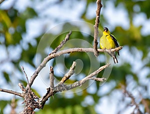 American goldfinch perched on limb of tree