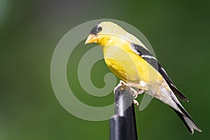 American Goldfinch Perched on a Metal Rod