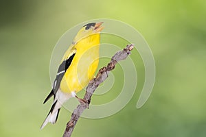 American Goldfinch Perched on a Slender Tree Branch