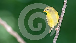 American Goldfinch Perched on a Slender Tree Branch