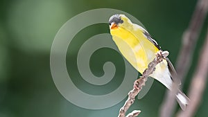 American Goldfinch Perched on a Slender Tree Branch