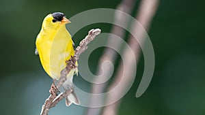 American Goldfinch Perched on a Slender Tree Branch