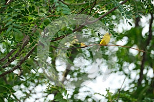 American goldfinch perched on a thin branch