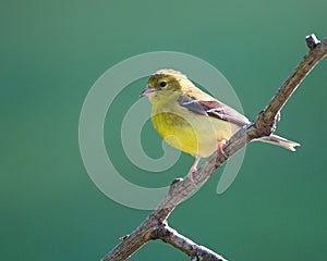 American Goldfinch perched on a thin branch against a lush, green background.