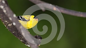 American Goldfinch Perched in a Tree