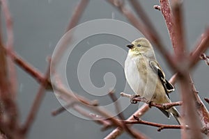 American Goldfinch perched on a tree branch