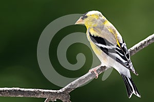 American Goldfinch Perched in the Tree Branches