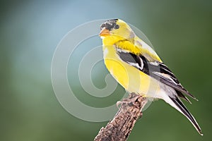 American Goldfinch Perched in the Tree Branches