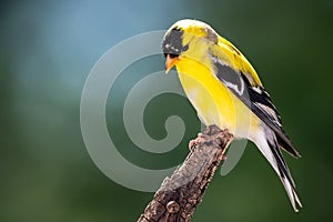 American Goldfinch Perched in the Tree Branches