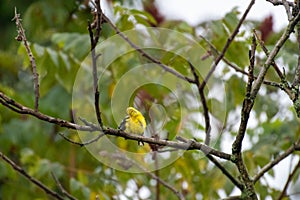 American goldfinch perched on tree limb