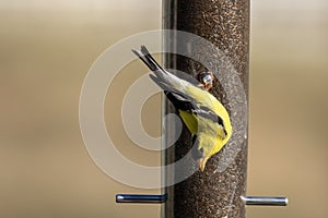 American goldfinch perched upside down and eating from a feeder