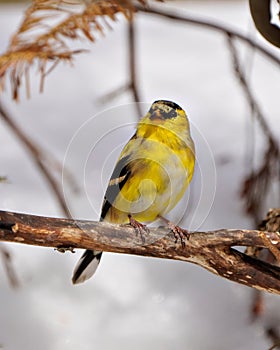 American Goldfinch Photo and Image. Close-up front view perched on a branch with forest background in its environment and habitat