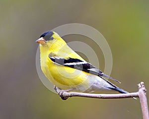American Goldfinch Photo and Image. Close-up profile view, perched on a twig with a soft defocused background in its environment photo
