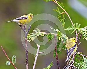 American Goldfinch Photo and Image. Females close-up side view and rear view perched on a cedar branch with a green background in