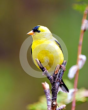 American Goldfinch Photo and Image. Male close-up front view perched on a twig with a colourful background in its environment.