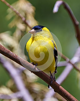 American Goldfinch Photo and Image. Male close-up profile view, perched on a branch with a blur forest background in its