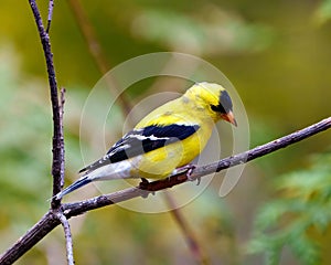 American Goldfinch Photo and Image. Male close-up side view perched on a branch with green forest background in its environment.