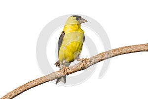 American goldfinch profiles his yellow plumage