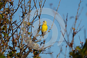 American goldfinch resting on tree branch