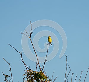 American goldfinch resting on tree branch