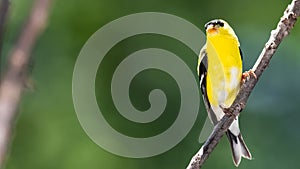 American Goldfinch Resting on a Tree Branch