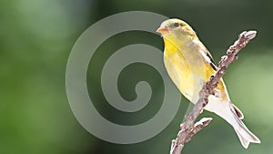 American Goldfinch Resting on a Tree Branch