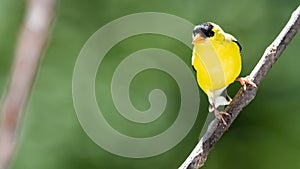 American Goldfinch Resting on a Tree Branch