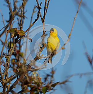 American goldfinch resting on wood branch