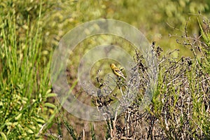 American goldfinch resting on wood branch