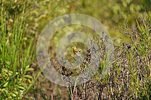 American goldfinch resting on wood branch