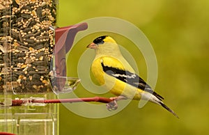 American Goldfinch(Spinus tristas)