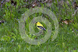 The American goldfinch Spinus tristis.