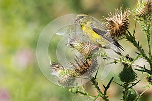 American Goldfinch - Spinus tristis