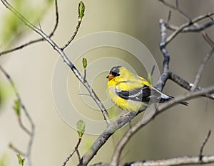 American goldfinch (Spinus tristis)