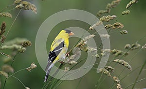 American Goldfinch Spinus tristis