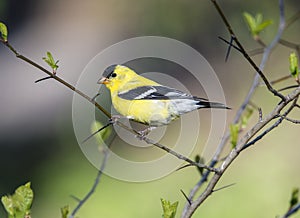 American goldfinch (Spinus tristis)