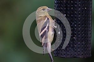 American goldfinch Spinus tristis is a granivore, and often found in residental areas, attracted by bird feeders. They have photo