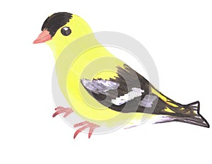 American goldfinch or Spinus tristis isolated on white