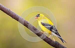 American Goldfinch Spinus Tristis male perched