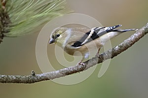 American Goldfinch Spinus tristis in winter plumage