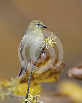 American Goldfinch Spinus tristis in winter plumage