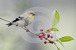 American Goldfinch on Sprig of Holly
