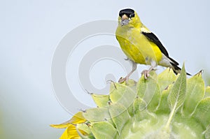 American goldfinch and sunflower